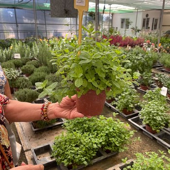 Flores, Aromas e Muitos Sorrisos 